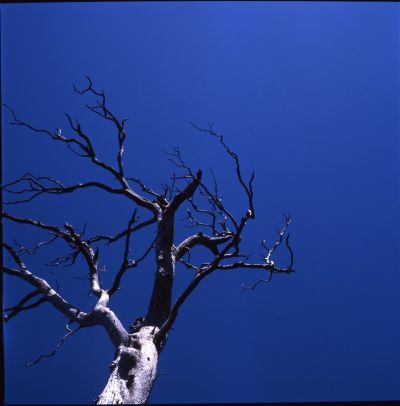 dead tree 2009 by Ella Condon